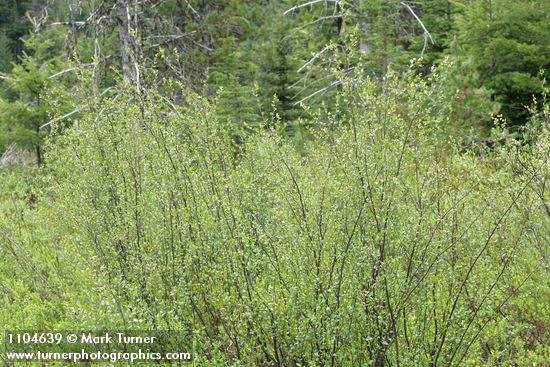 Betula glandulosa