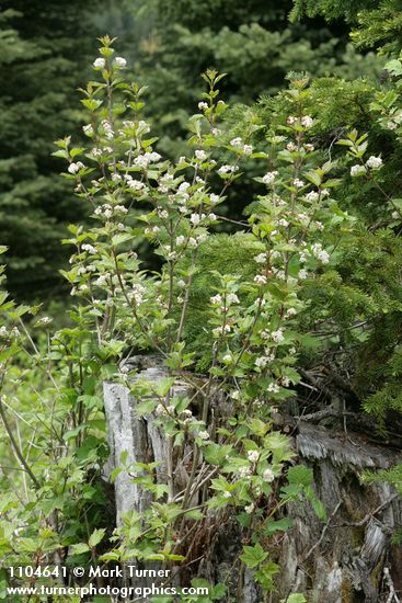 Viburnum edule