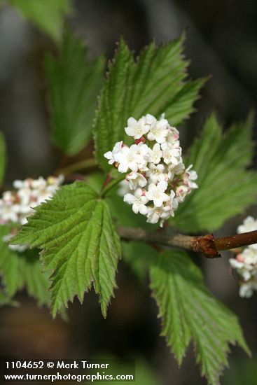 Viburnum edule