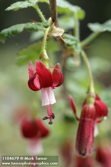 Ribes lobbii