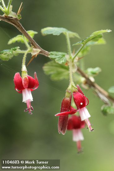 Ribes lobbii