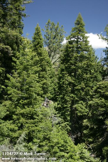 Abies concolor x A. grandis