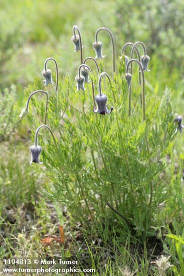 Clematis hirsutissima