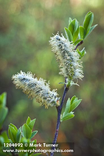 Salix planifolia