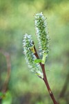 Diamondleaf Willow female catkins detail