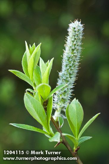 Salix planifolia