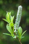 Diamondleaf Willow female catkin detail