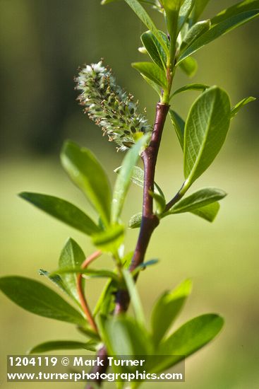 Salix pedicellaris