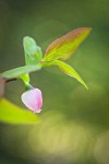 Oval-leaf Huckleberry blossom among foliage