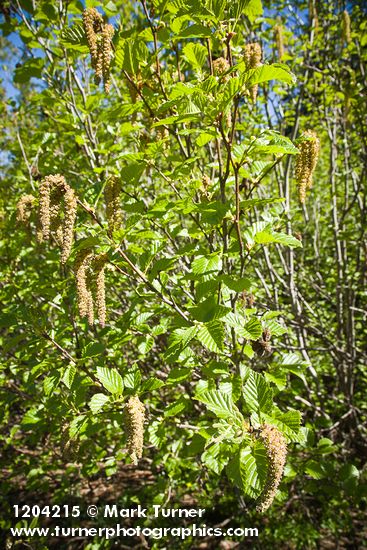 Alnus viridis ssp. sinuata