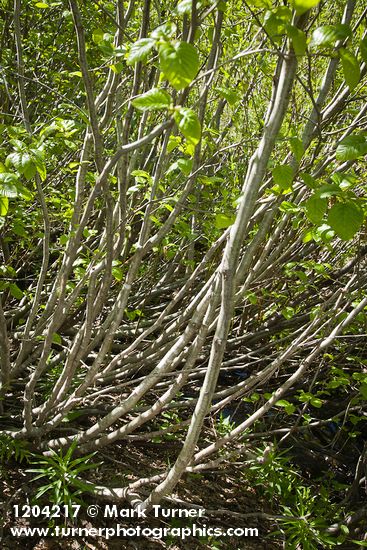 Alnus viridis ssp. sinuata