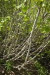 Sitka Alder trunks