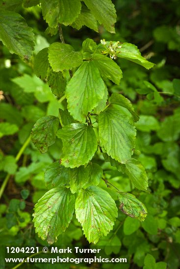 Viburnum ellipticum