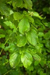 Oval-leaved Viburnum foliage