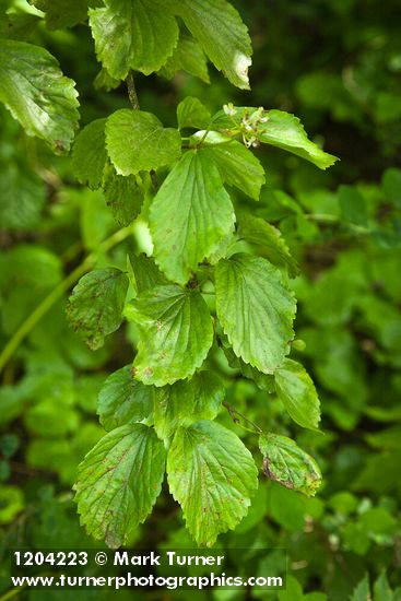 Viburnum ellipticum