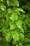 Oval-leaved Viburnum foliage