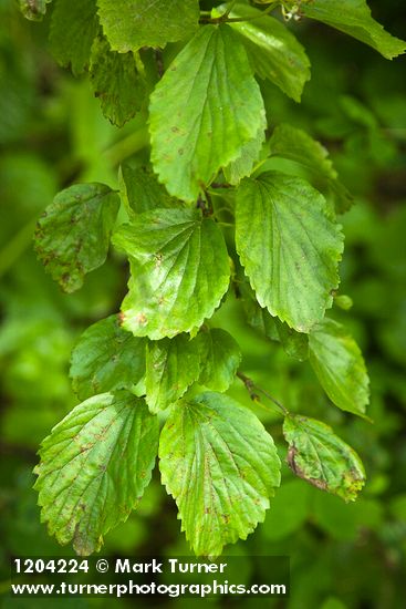 Viburnum ellipticum