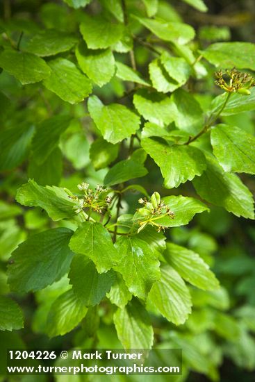 Viburnum ellipticum