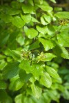 Oval-leaved Viburnum immature fruit among foliage