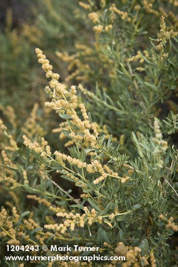 Atriplex canescens