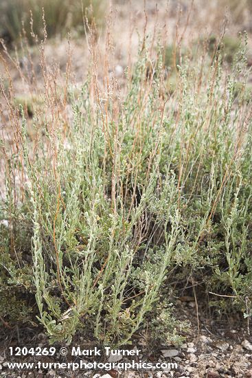 Artemisia nova