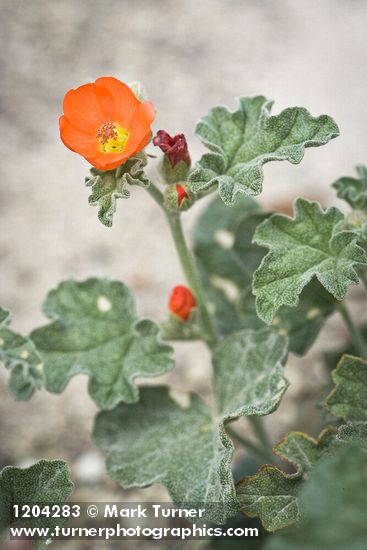 Sphaeralcea grossulariifolia