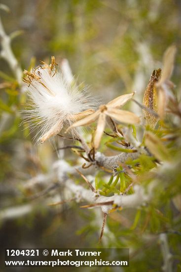 Tetradymia spinosa