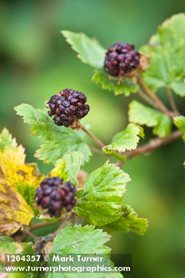 Rubus bartonianus