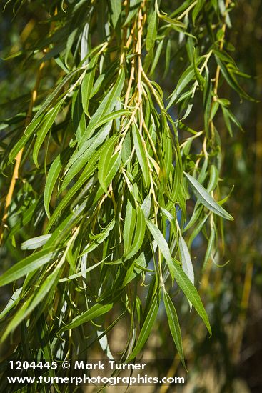 Salix alba