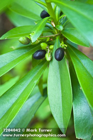 Daphne laureola