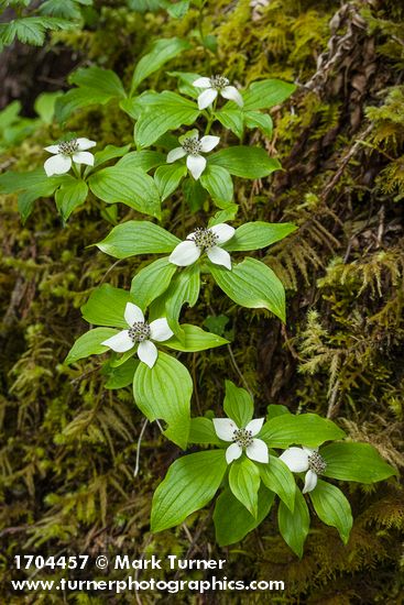 Cornus unalaschkensis