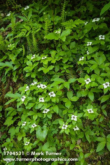 Cornus unalaschkensis