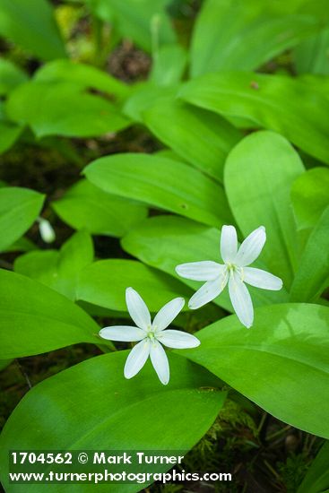 Clintonia uniflora