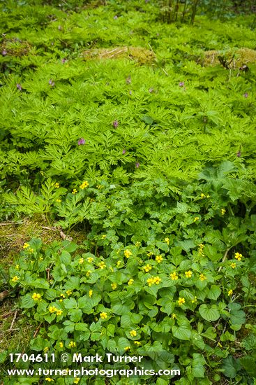 Viola glabella; Dicentra formosa