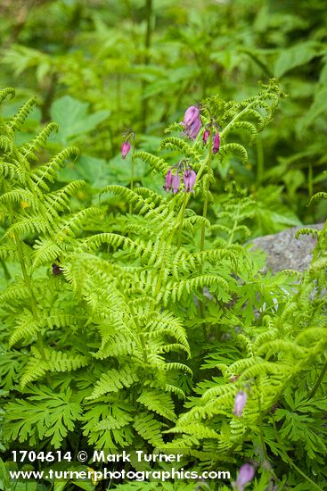 Dicentra formosa; Athyrium filix-femina