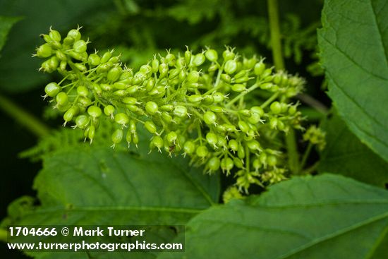 Oplopanax horridus