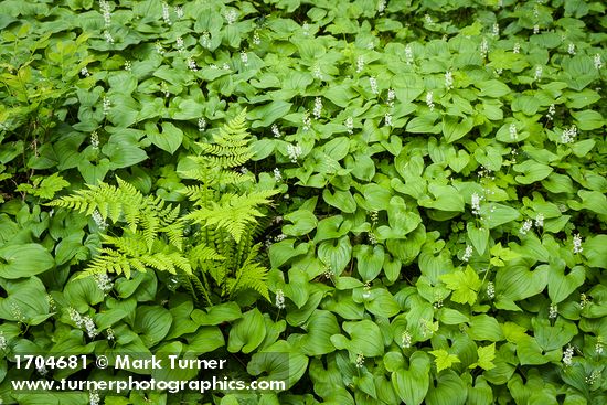 Maianthemum dilatatum; Athyrium filix-femina