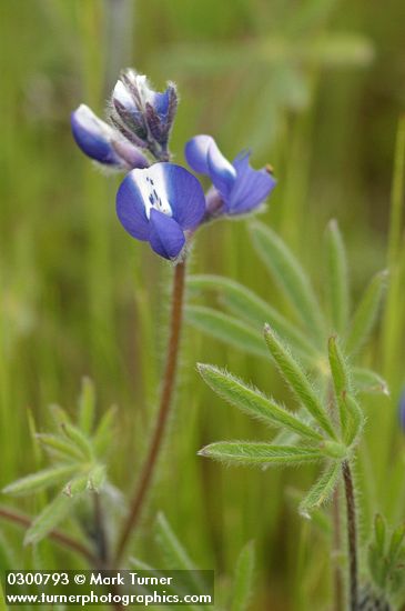 Lupinus polycarpus (L. micranthus)