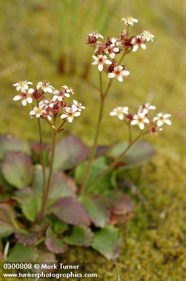 Saxifraga occidentalis