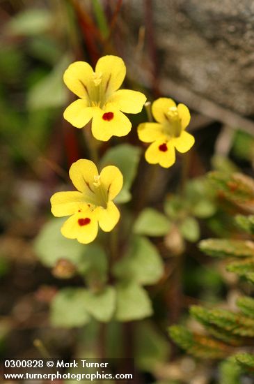 Mimulus alsinoides