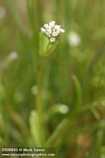 Plectritis macrocera