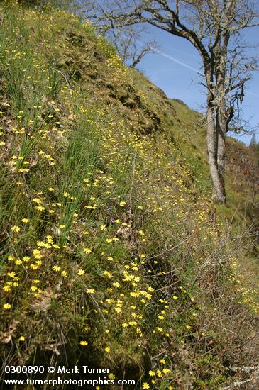 Crocidium multicaule