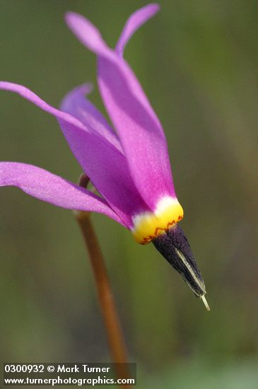 Dodecatheon conjugens