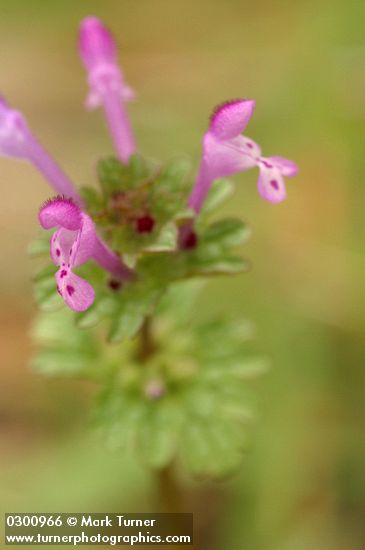 Lamium amplexicaule