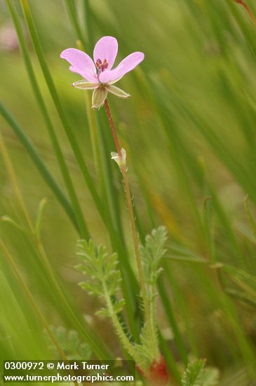 Erodium cicutarium