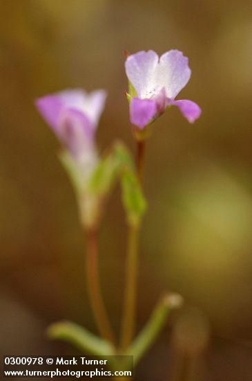 Collinsia sparsiflora