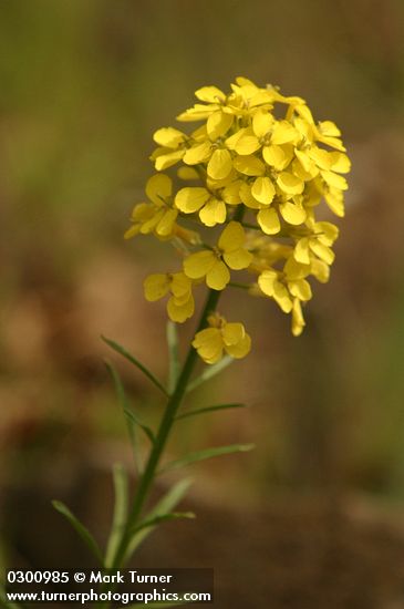 Erysimum capitatum var. capitatum (E. asperum)