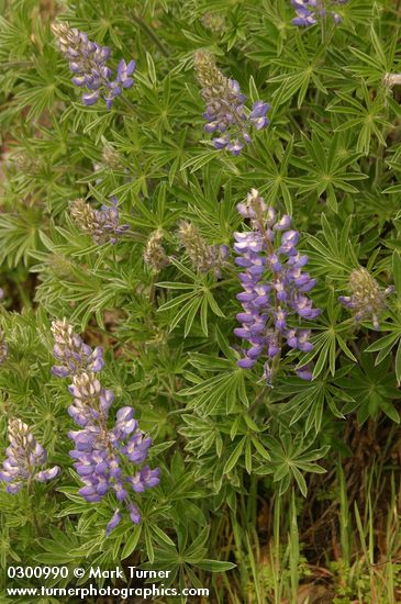 Lupinus sericeus ssp. sericeus var. sericeus (L. leucopsis)