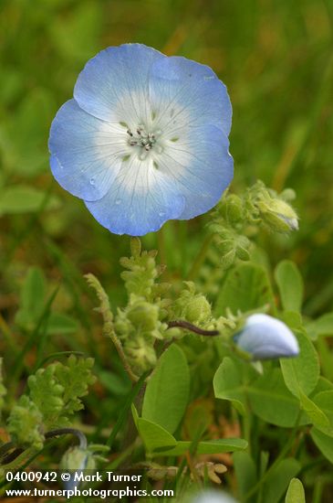 Nemophila menziesii