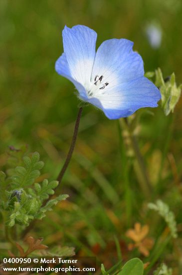 Nemophila menziesii